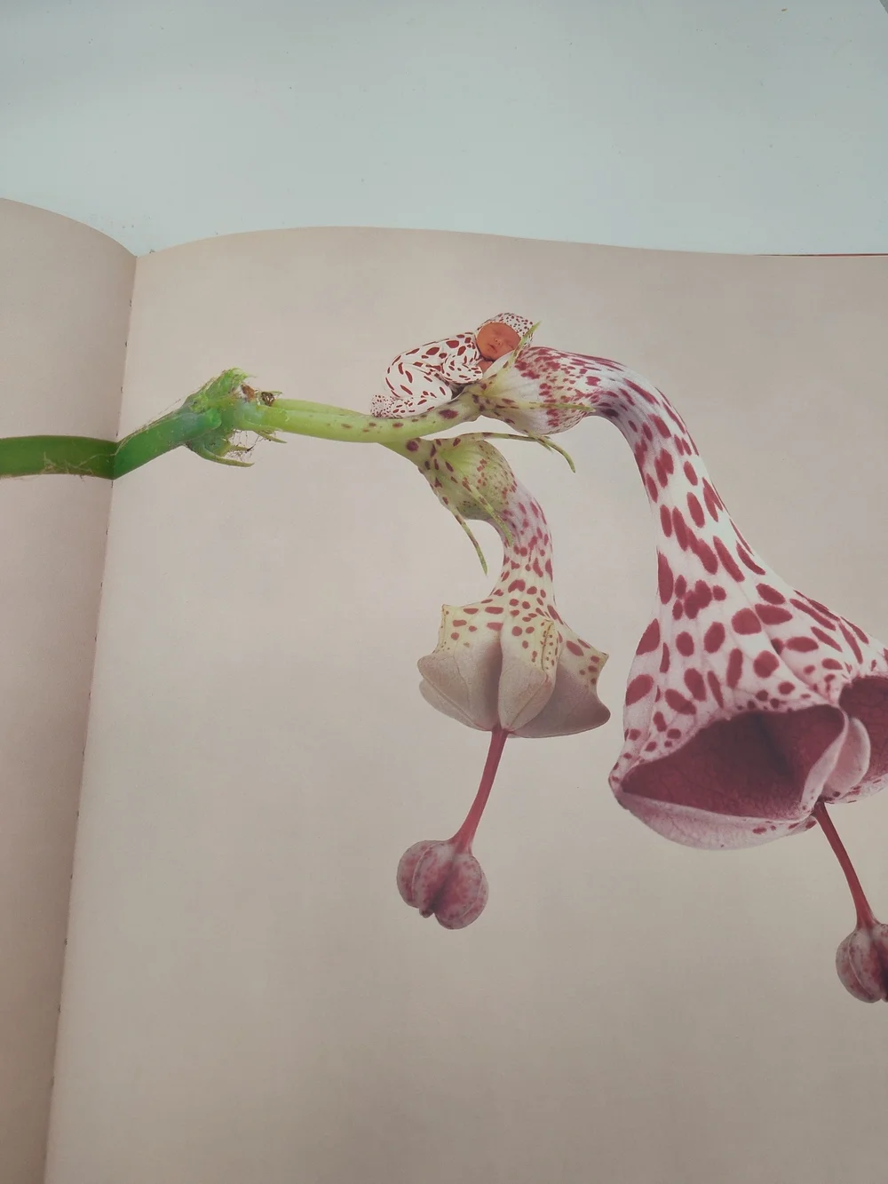 Anne Geddes Little Thoughts With Love 1998 Hardcover Coffee Table Photo Book